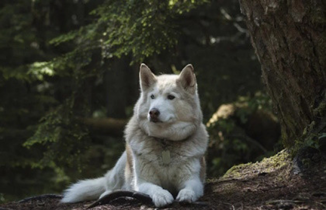 Карельские хаски и мраморный мир -