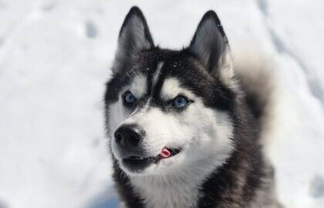 Карелия за 1 день: Рускеала, хаски, водопады -